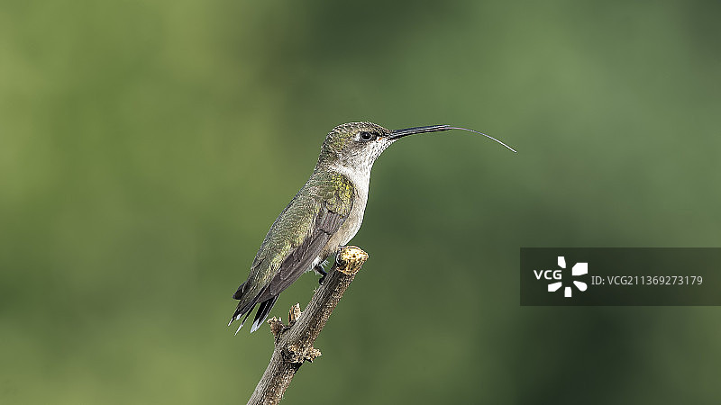 在晨光中发光，蜂鸟栖息在树枝上，美国密苏里州高岭，美国图片素材