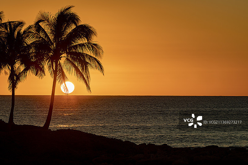 海边的棕榈树剪影，位于美国夏威夷州科奥利纳海滩图片素材