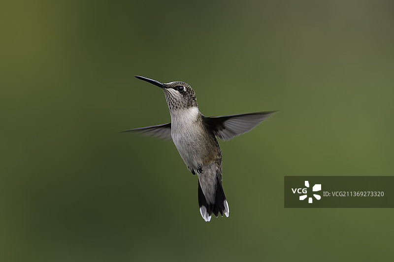 蜂鸟的生活：红 Rufous 蜂鸟的特写，美国密苏里州图片素材