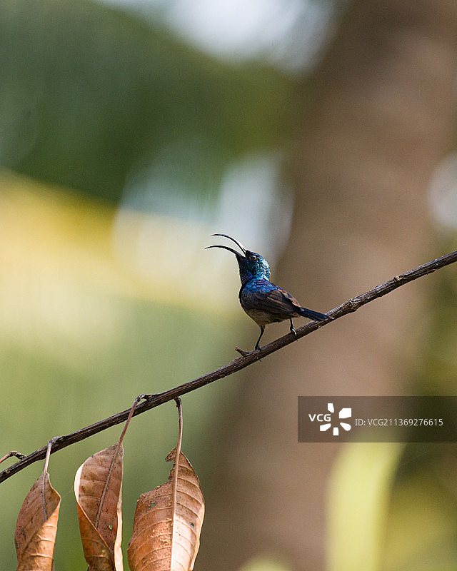 太阳鸟栖息于树枝特写图片素材