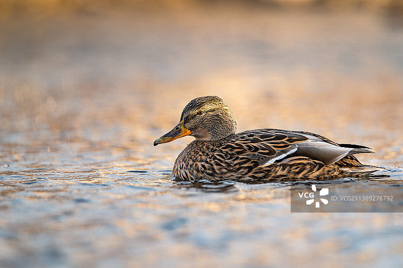挪威特隆赫姆的雌性绿头鸭图片素材