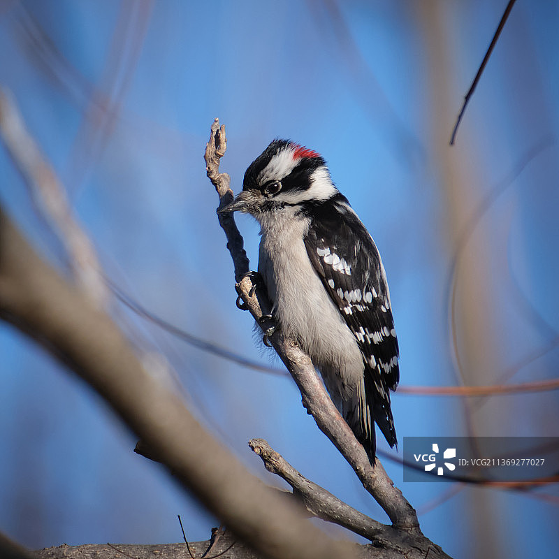毛绒啄木鸟觅食，啄木鸟栖息在树枝上的低角度视图，美国布鲁克林大桥公园图片素材