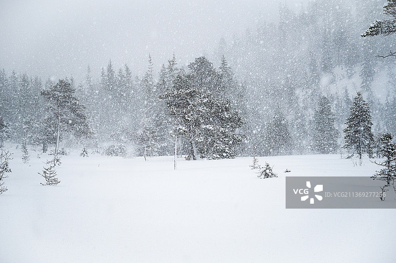 冬季挪威特隆赫姆雪地树木图片素材