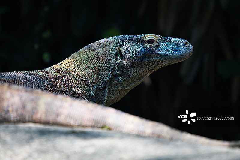 科莫多龙特写，新加坡岩石上的科莫多龙图片素材