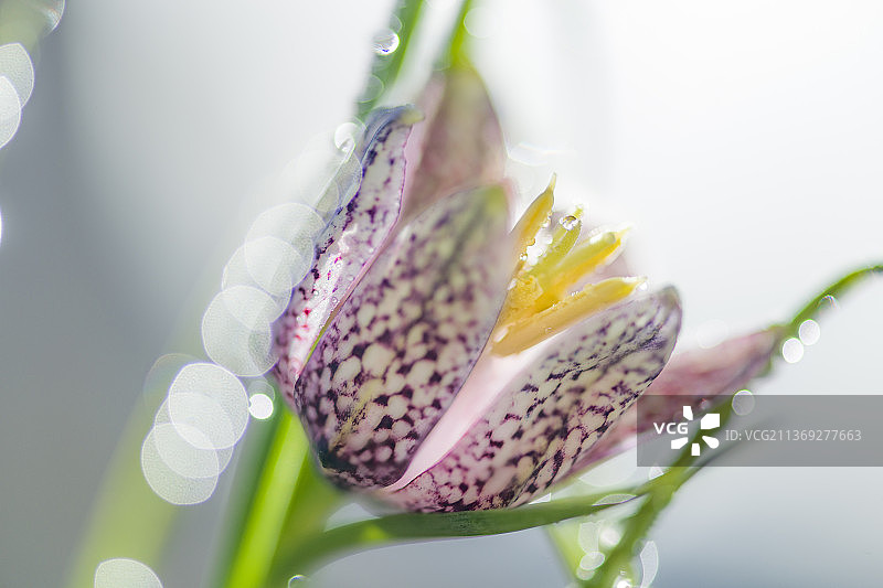 格子花，紫色花的特写，瓦斯蒂安加斯，格拉茨，奥地利图片素材