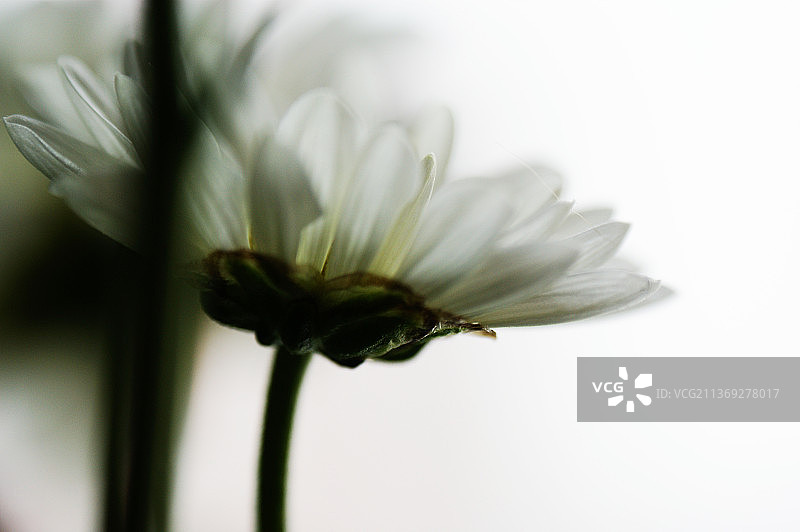 白色紫菀花特写，波兰，华沙图片素材