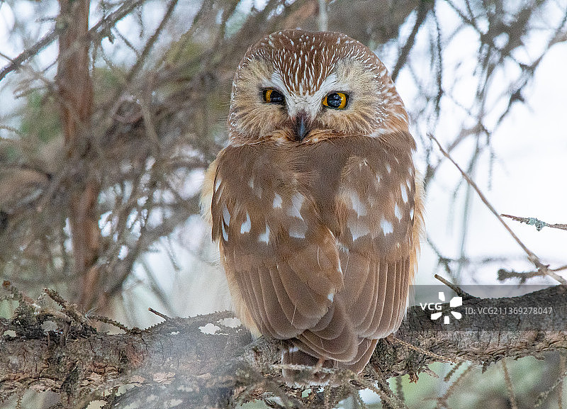 北方锯磨猫头鹰，栖息在树枝上的猫头鹰的肖像，法戈，北达科他州，美国，美国图片素材