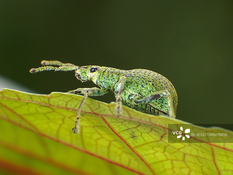 昆虫在叶子上的特写图片素材