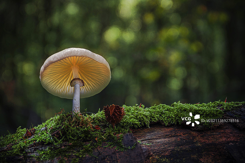 德国森林：树上生长的蘑菇特写图片素材