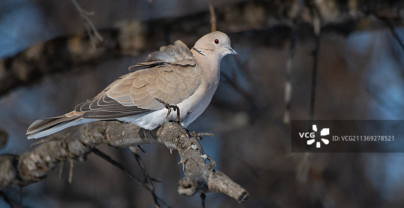 栖息在树枝上的鸽子特写，美国北达科他州法戈图片素材