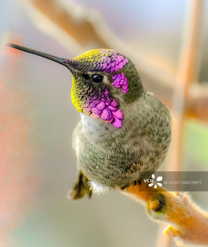 蜂鸟栖息在植物上的特写图片素材