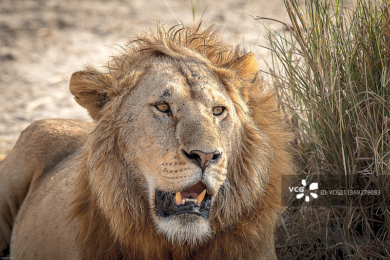 狮子，狮子的特写肖像，塞伦盖蒂，马拉地区，坦桑尼亚图片素材