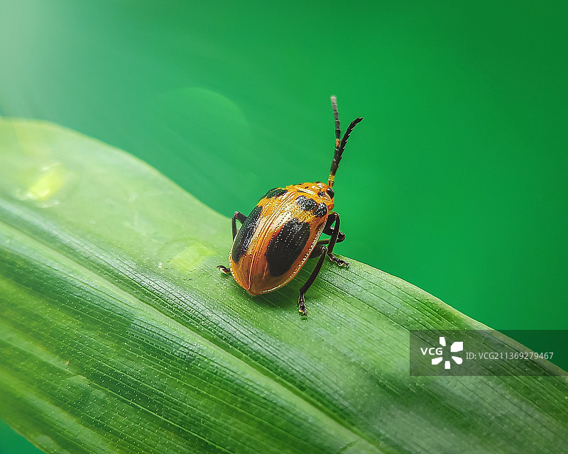 美丽的自然构成：昆虫在树叶上的特写图片素材