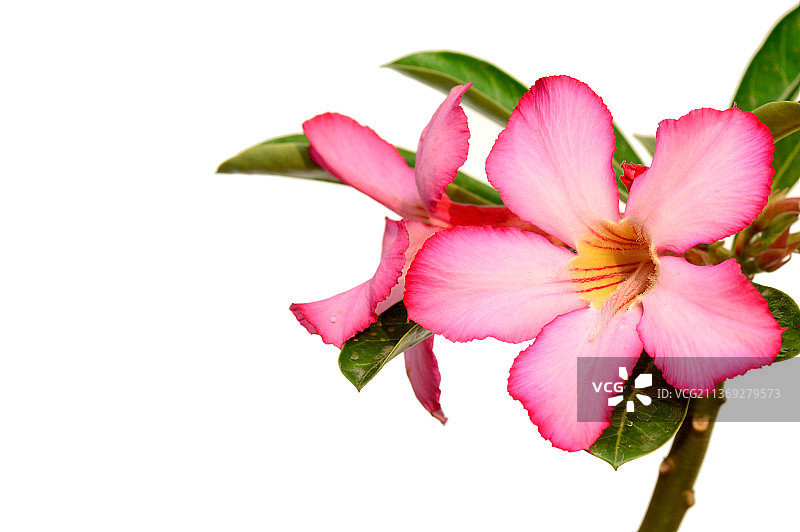 热带粉色沙漠玫瑰花特写图片素材