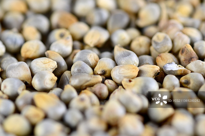 珍珠粟（背景特写）图片素材