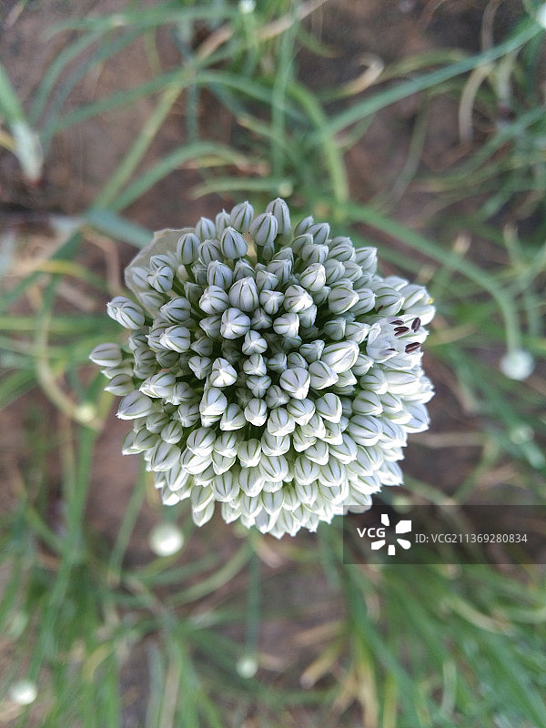 田野上白色开花植物的特写图片素材