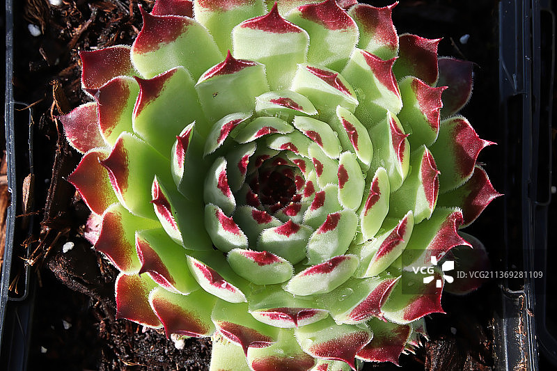 观音莲和幼株多肉植物特写图片素材