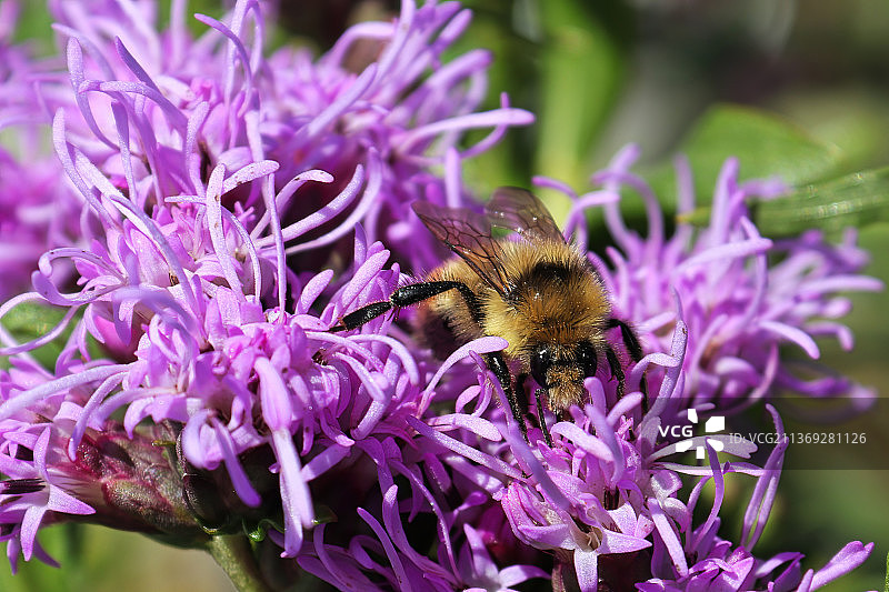 夏天，美丽花朵上粉红色花瓣的微距照片图片素材