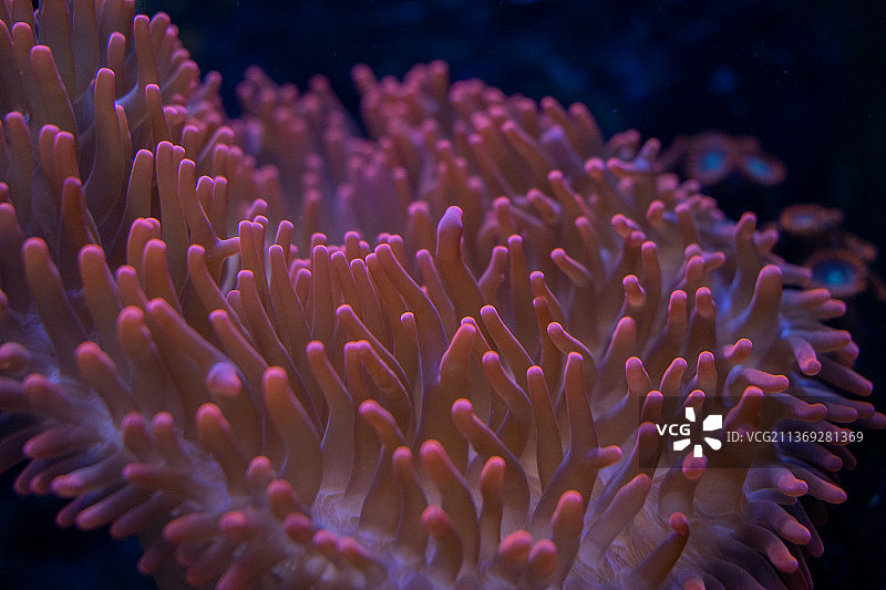 海中珊瑚的特写图片素材
