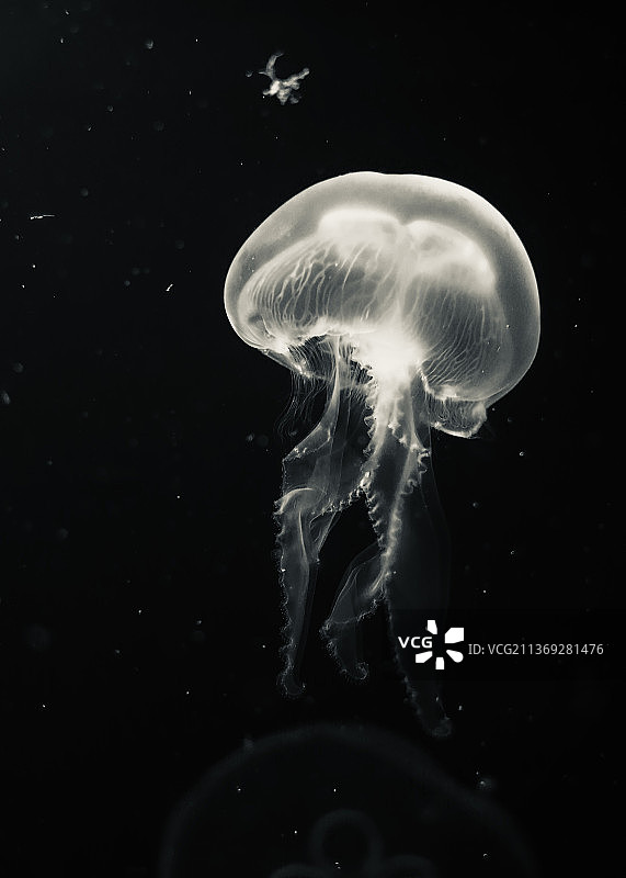 水母在海里游泳的特写镜头图片素材