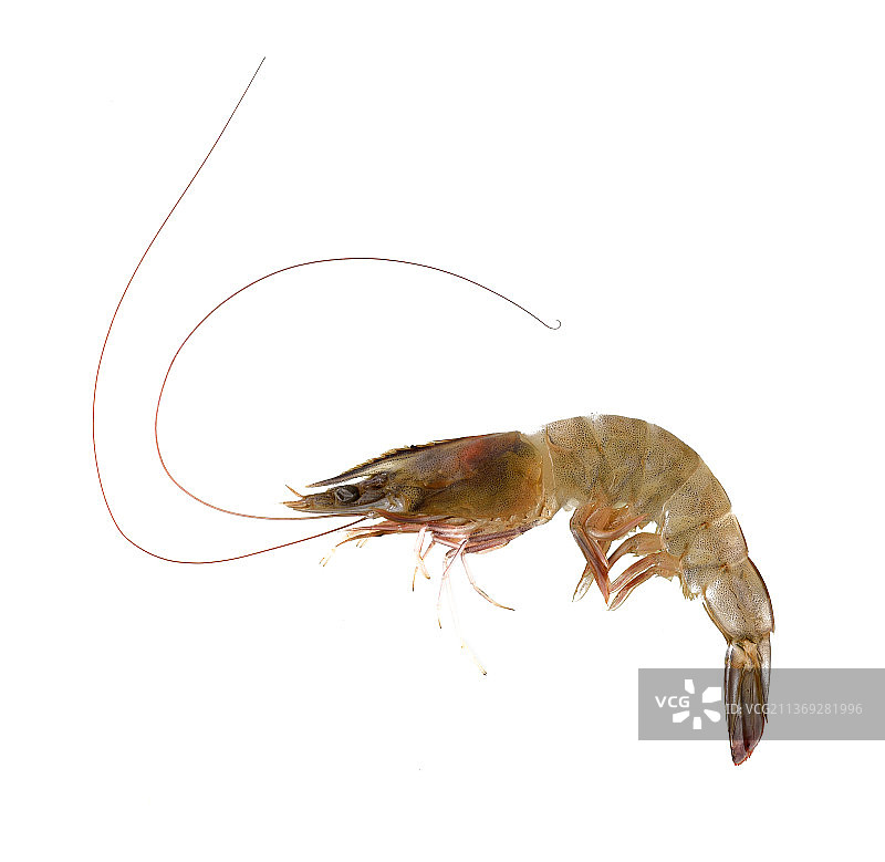 白色背景上的新鲜对虾或鲜虾图片素材