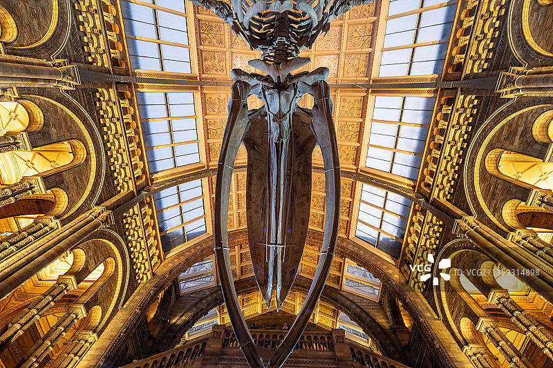 英国自然历史博物馆鲸鱼化石图片素材