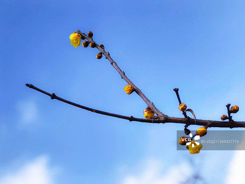 腊梅花开，临寒留香。图片素材