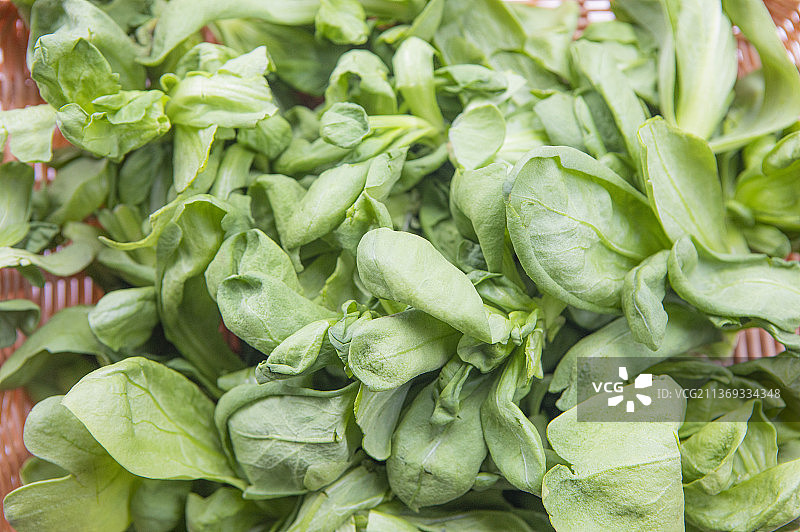 鸡毛菜图片素材