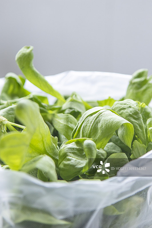 鸡毛菜图片素材