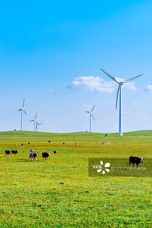 中国内蒙古乌兰察布辉腾锡勒草原上的风电场和牛群图片素材