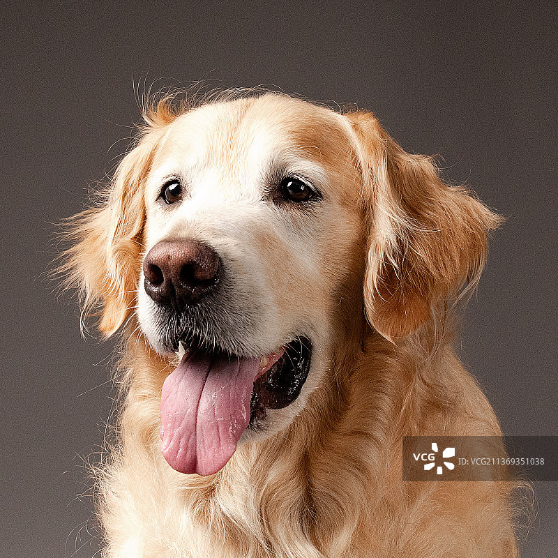 金毛寻回犬头像图片素材