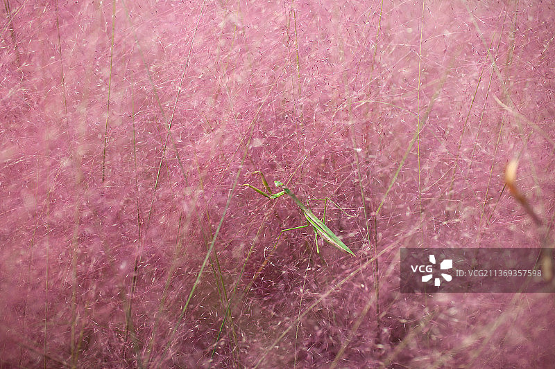 万红丛中一点绿图片素材