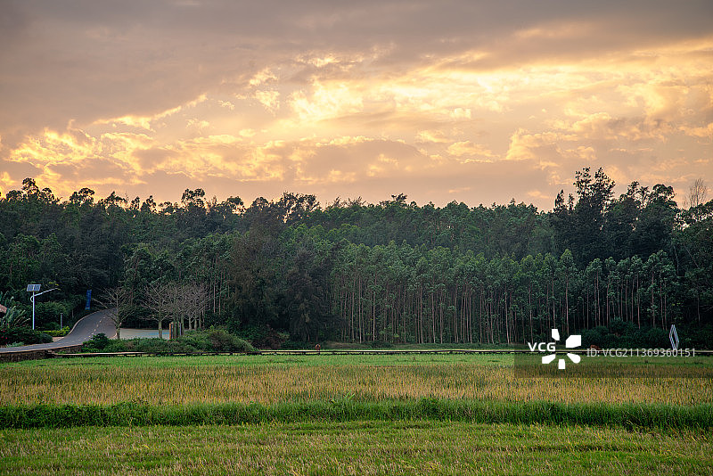 海南省临高县富力悦海湾水稻试验田日落全景图片素材