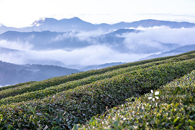 茶叶茶园茶山云雾高山白茶岩茶图片素材