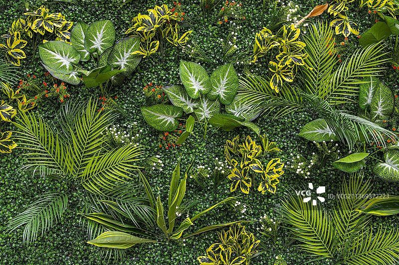 绿植背景图图片素材