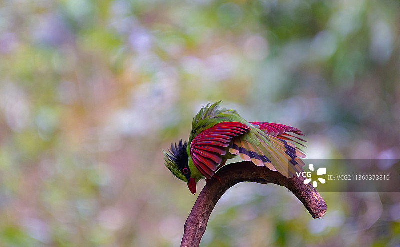 战斗姿态———印支绿鹊图片素材