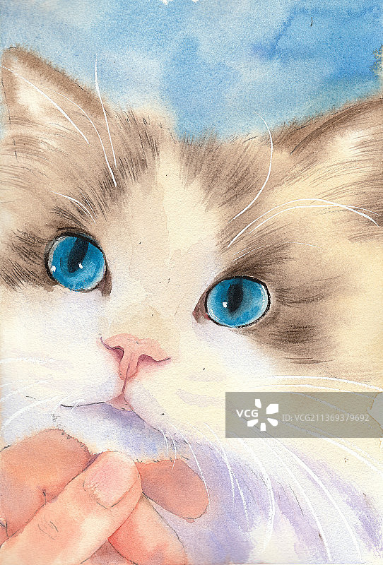 水彩画蓝色眼睛的漂亮的布偶猫图片素材