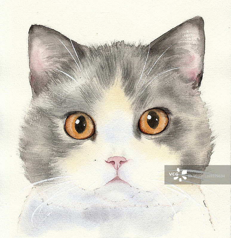 水彩画可爱的英国短毛猫头像特写图片素材