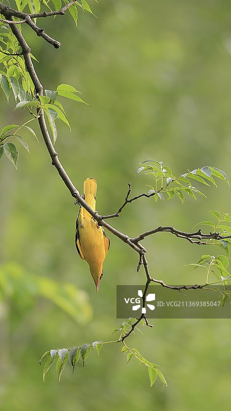 黑枕黄鹂Black-naped Oriole图片素材