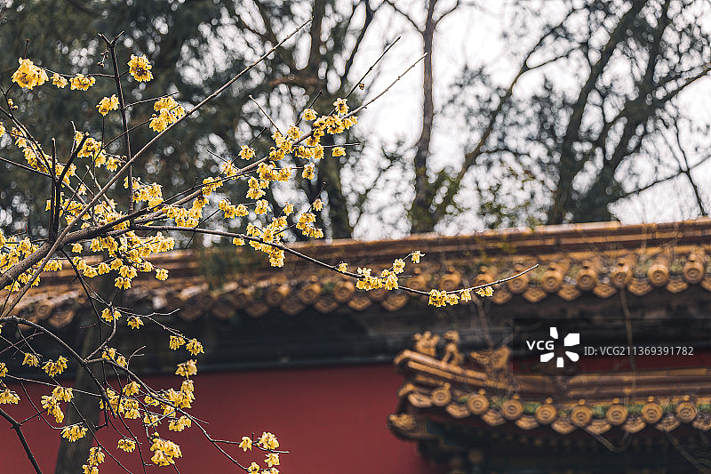 南京明孝陵腊梅图片素材