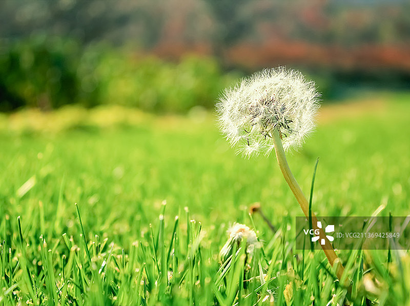 中国户外环境，野生植物主题，草坪上的一支白色的蒲公英图片素材