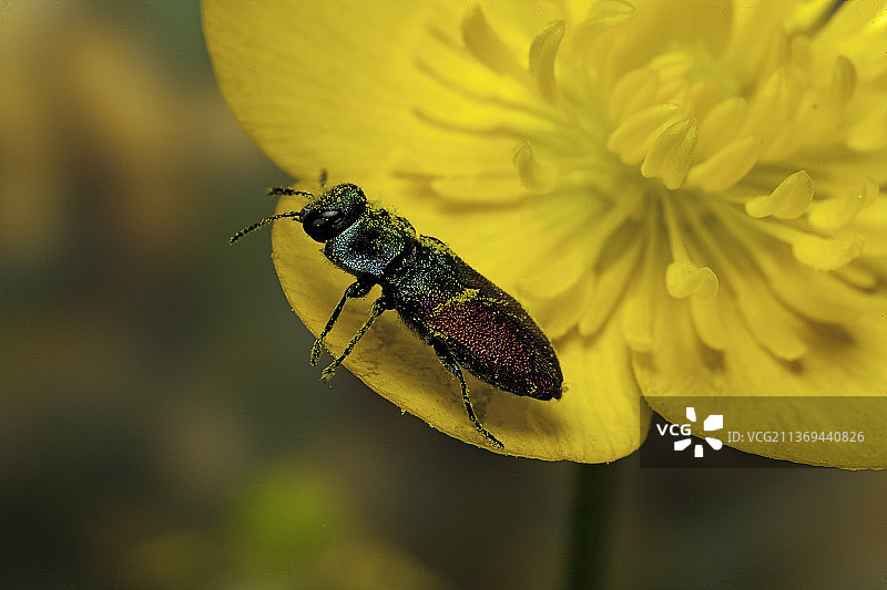 Anthaxia salicis（牧场辉煌甲虫）图片素材