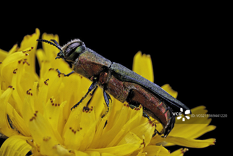 匈牙利绿花金龟（宝石甲虫）图片素材