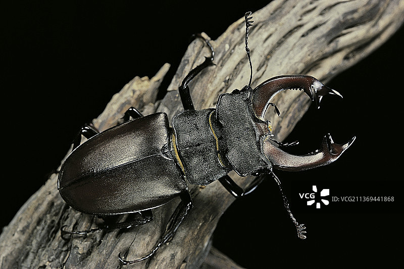 雄性欧洲鹿角锹形虫图片素材