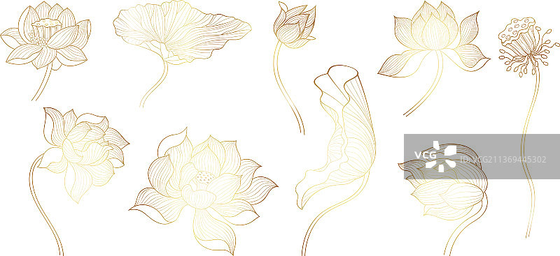 金色线条莲花金色素描花朵图片素材