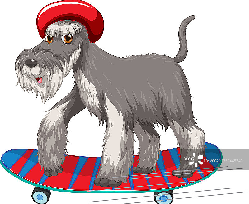 迷你雪纳瑞犬戴着头盔站在上面图片素材