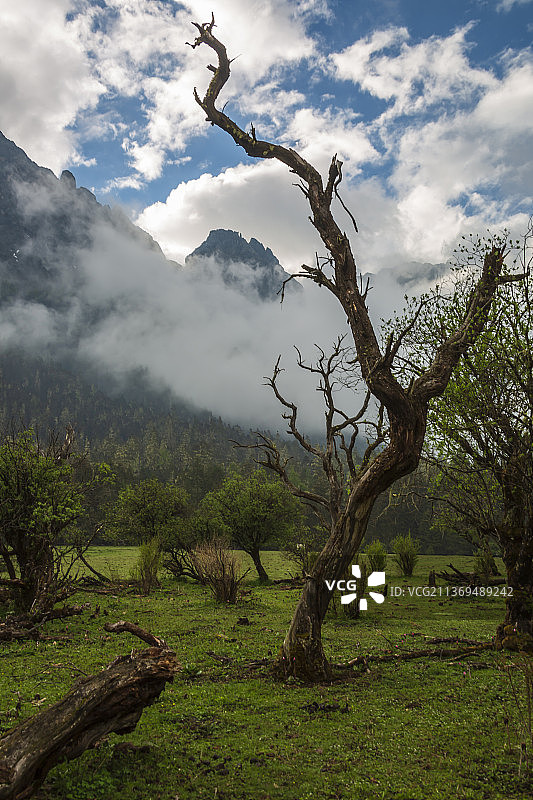 五须海枯树滩 ——四川  甘孜州 九龙县图片素材