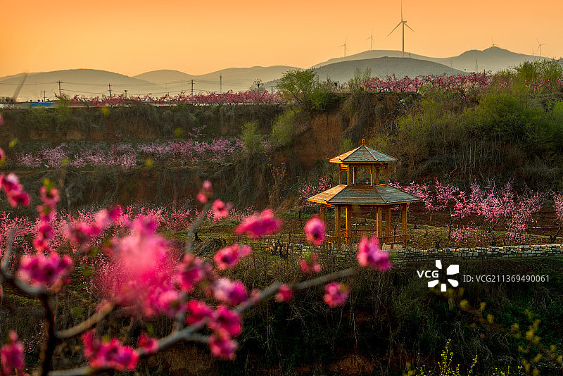 在那桃花盛开的地方图片素材