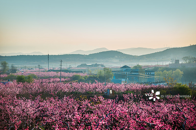 在那桃花盛开的地方图片素材