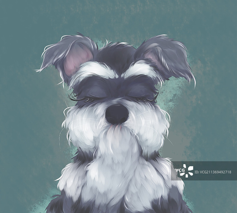 宠物雪纳瑞狗狗插画漫画绘本头像图片素材